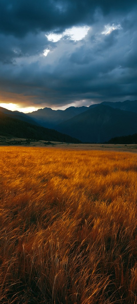 steppe, prairie wallpapers
