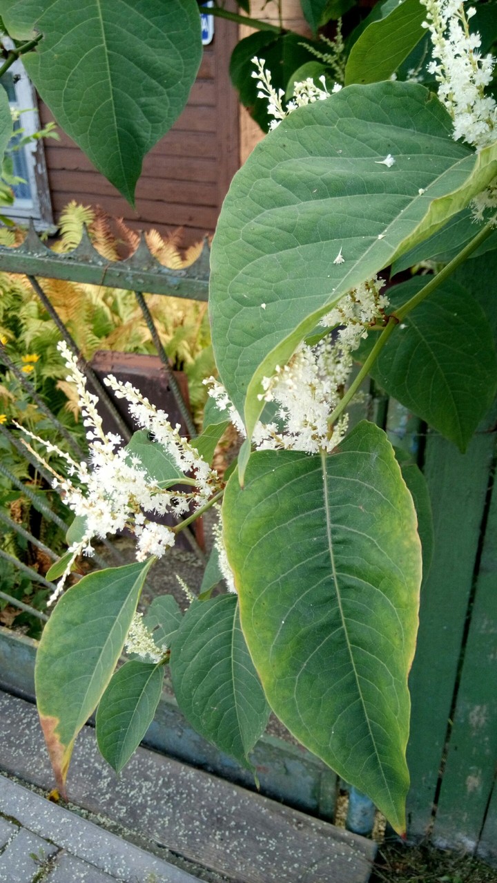 plant