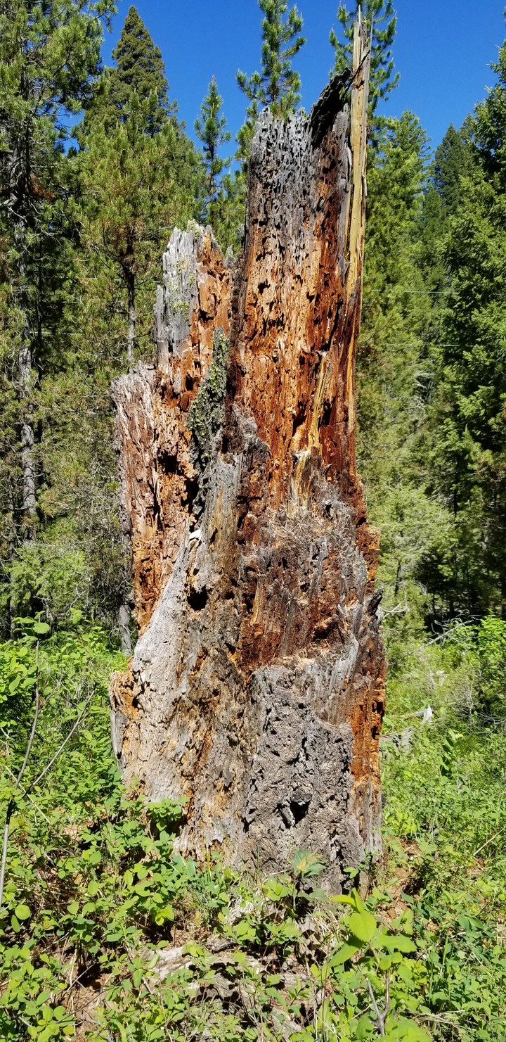 what is left of an old tree