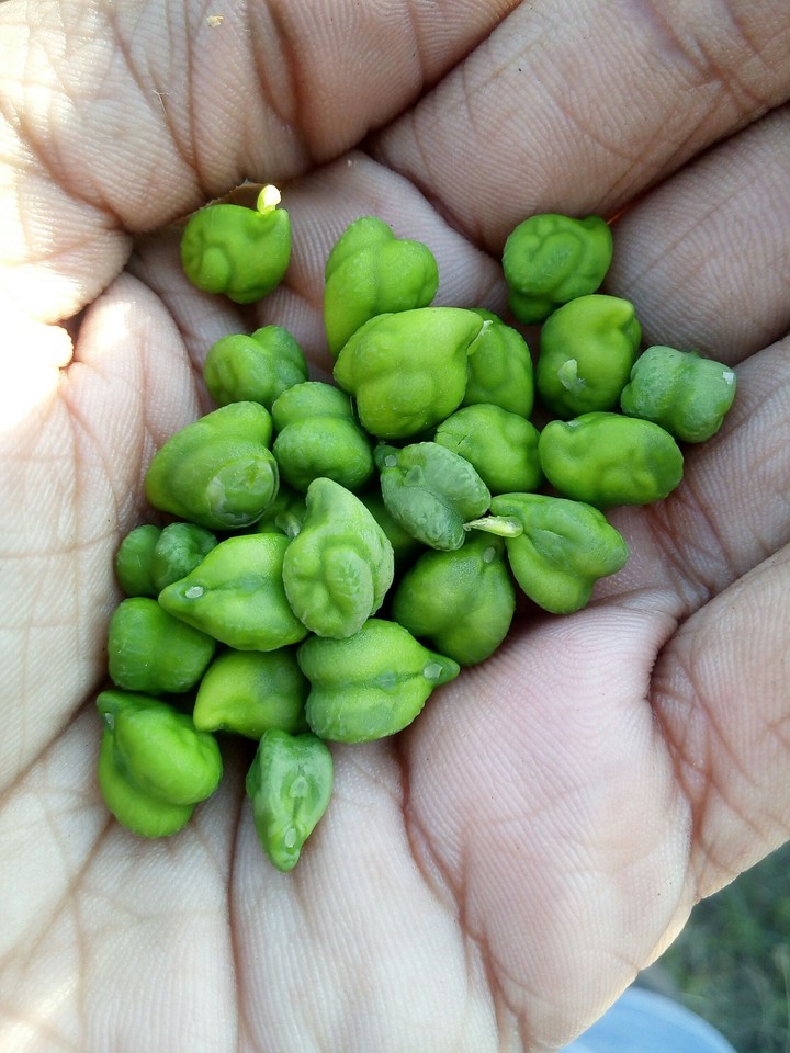 beans
