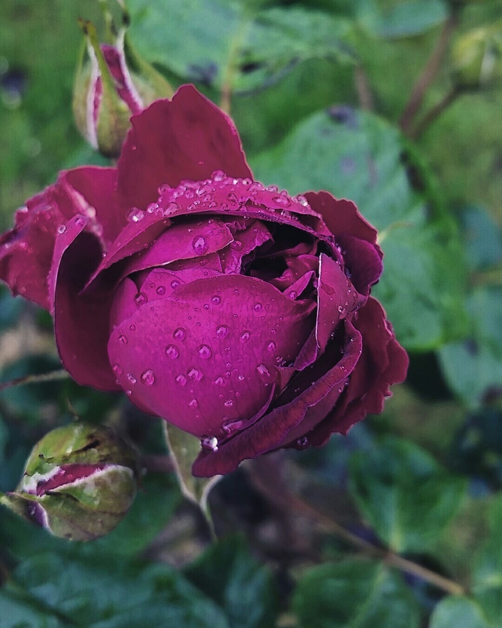 rose