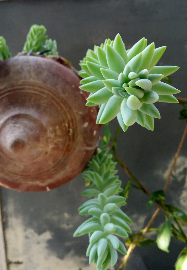 Leaves