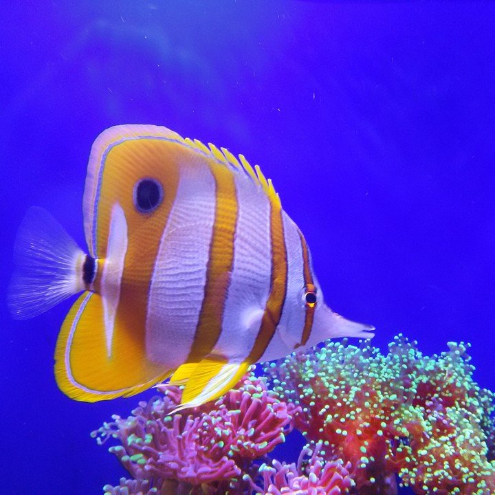 Fish