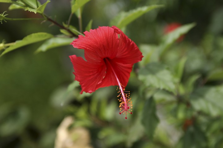 Plant