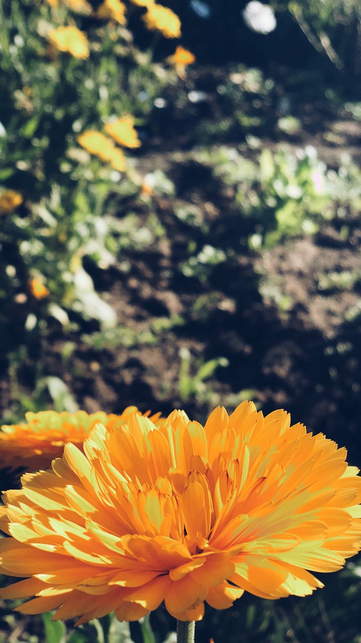 Yellow Flower