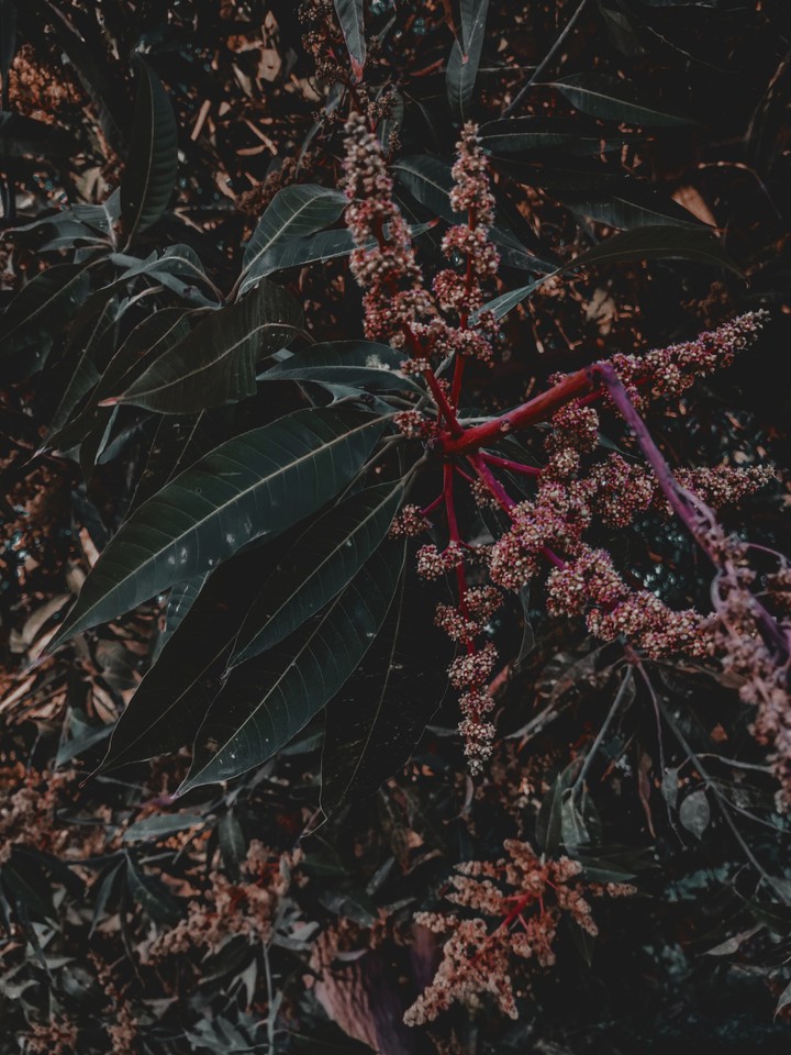 flowers trees