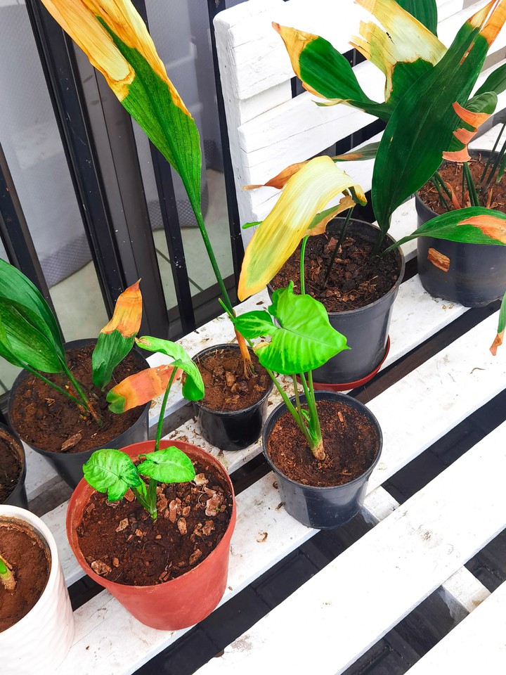 Plants
