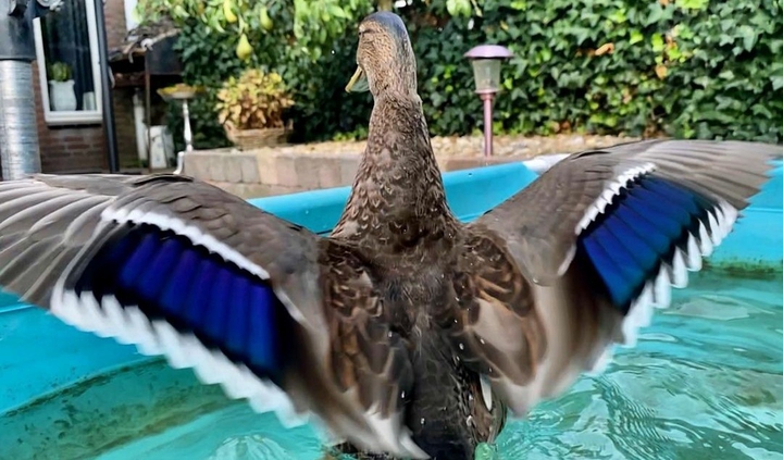 duck
