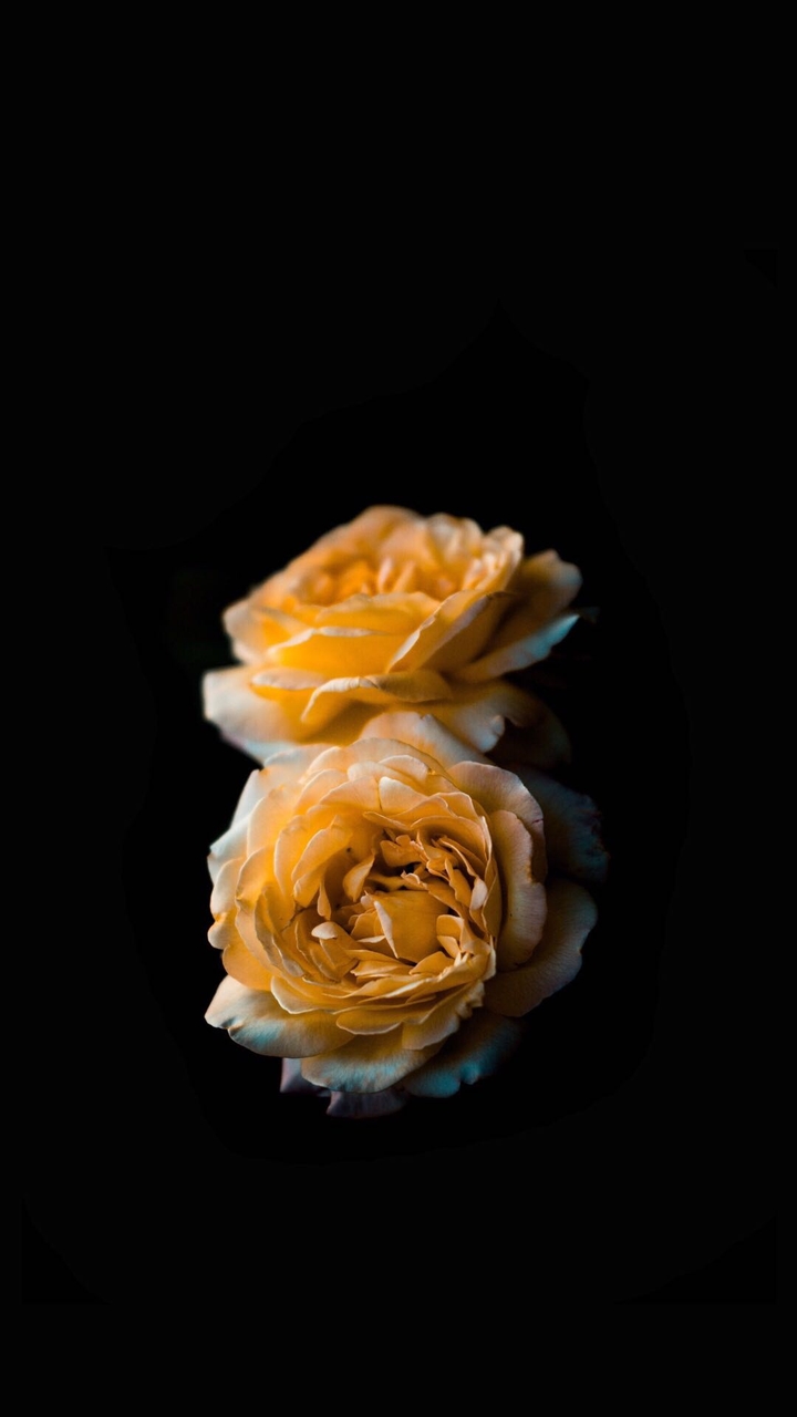 Orange Roses