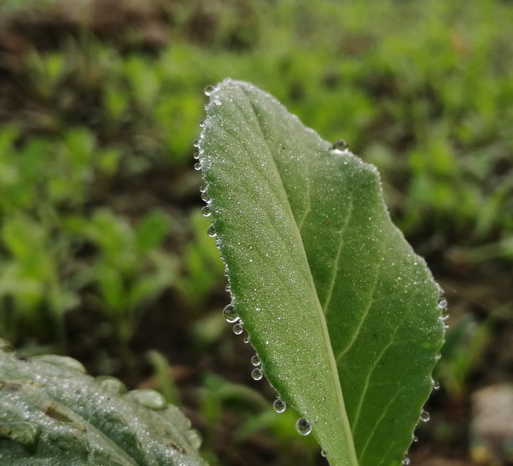 leafs.