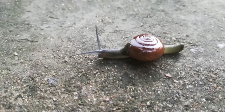 Mr. Snail?