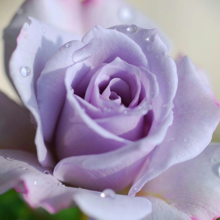 violet♡♡♡♡