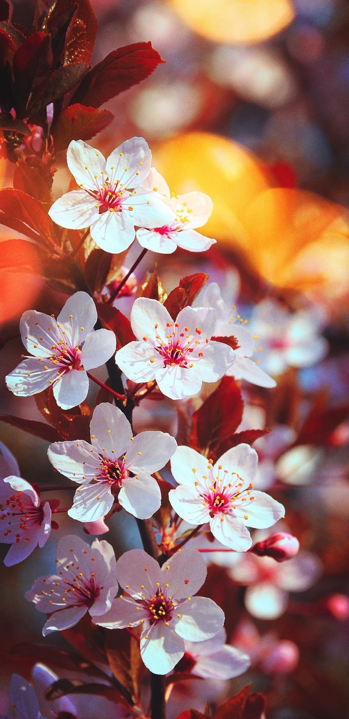 Cherry blossom