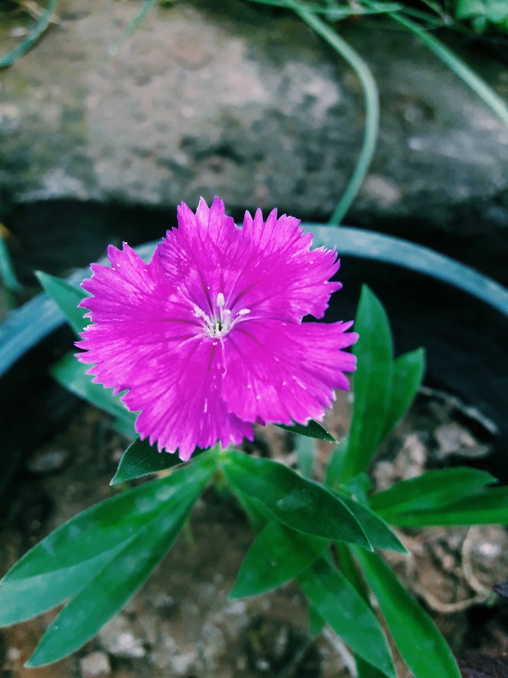 little pink flower