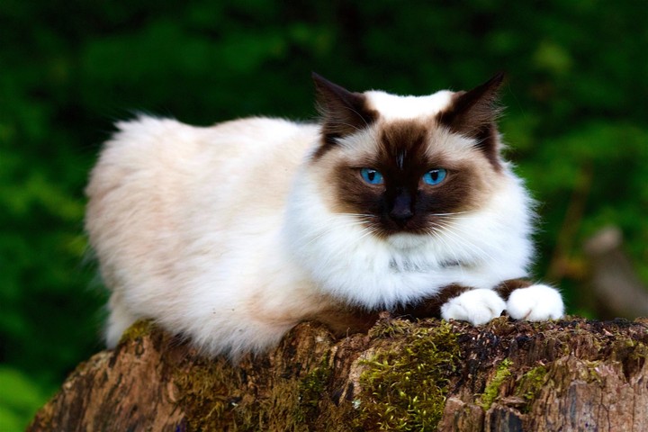 those blue eyes are mesmerizing....