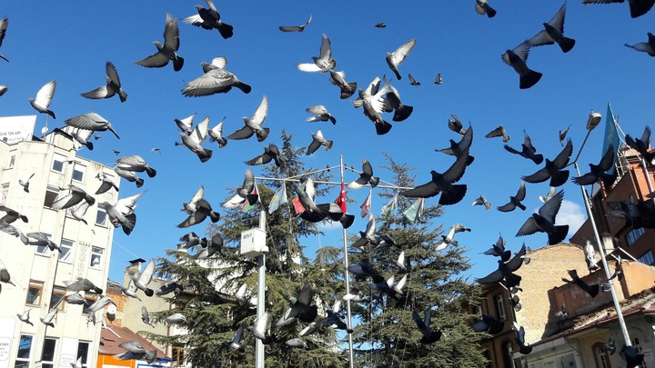 Birds