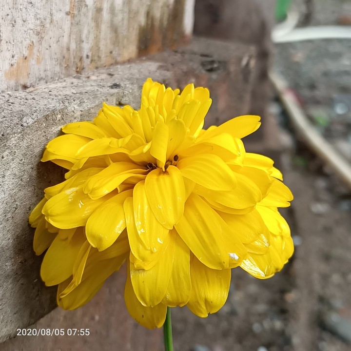 yellow yellow