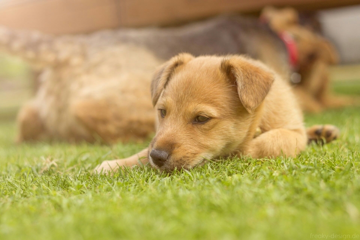 Puppy