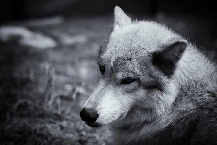 wolf