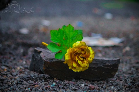 Golden Rose