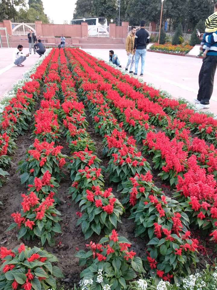 Red flower