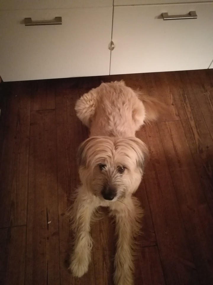mein hund