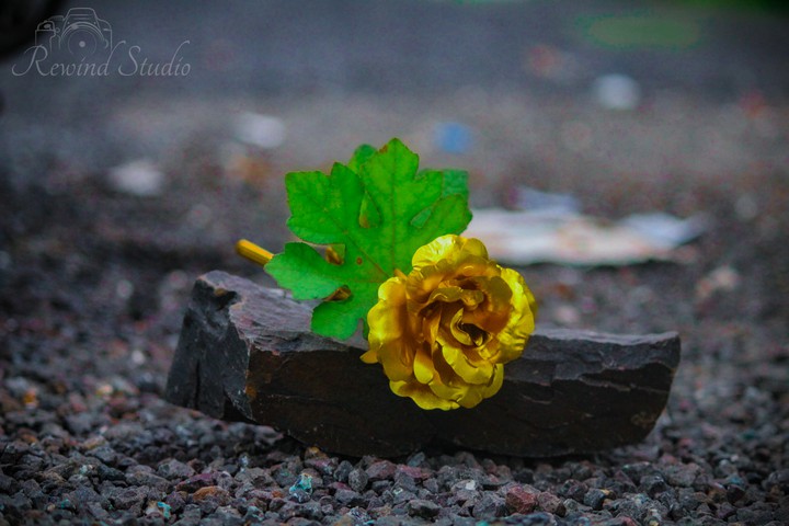 Golden Rose