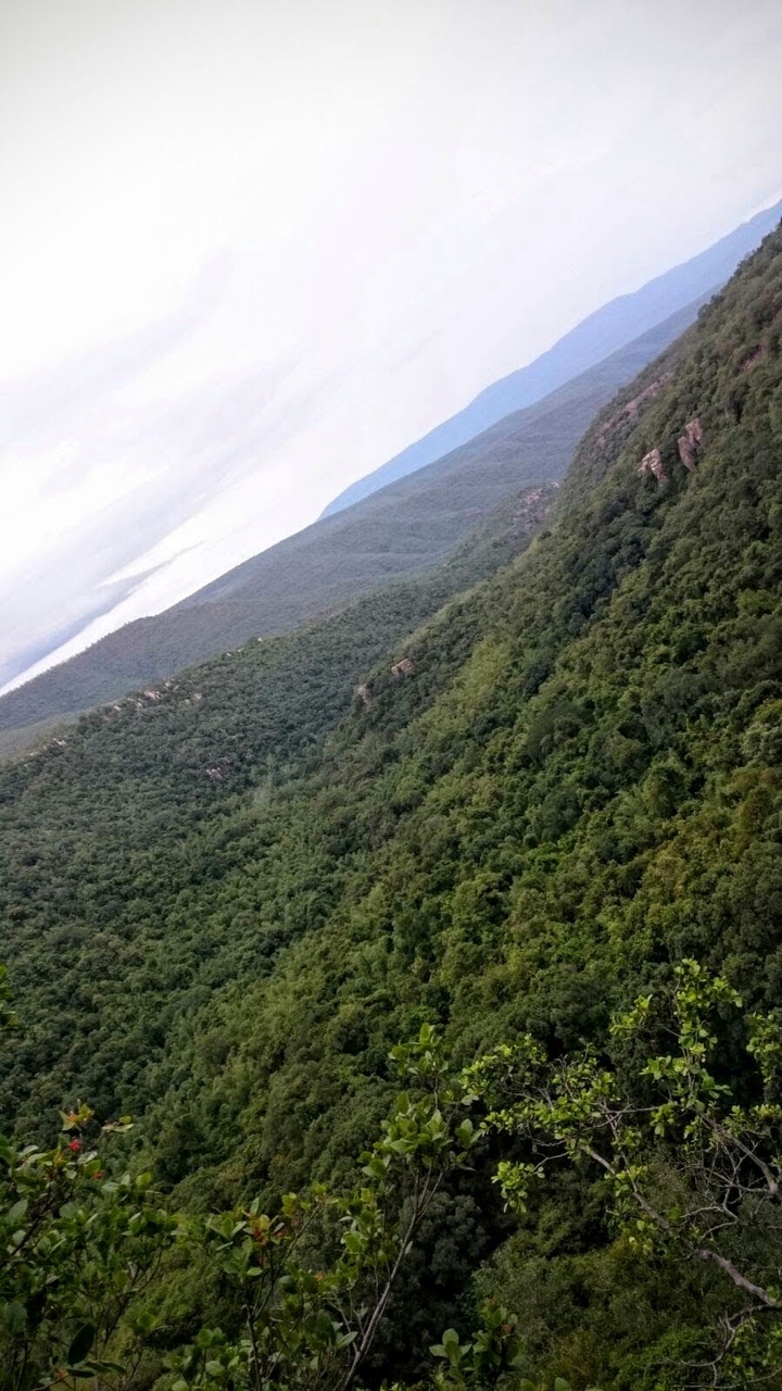 greenery on hill side