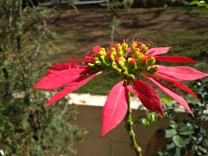 Flower