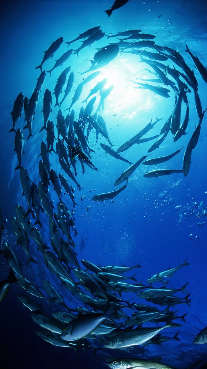 Ocean