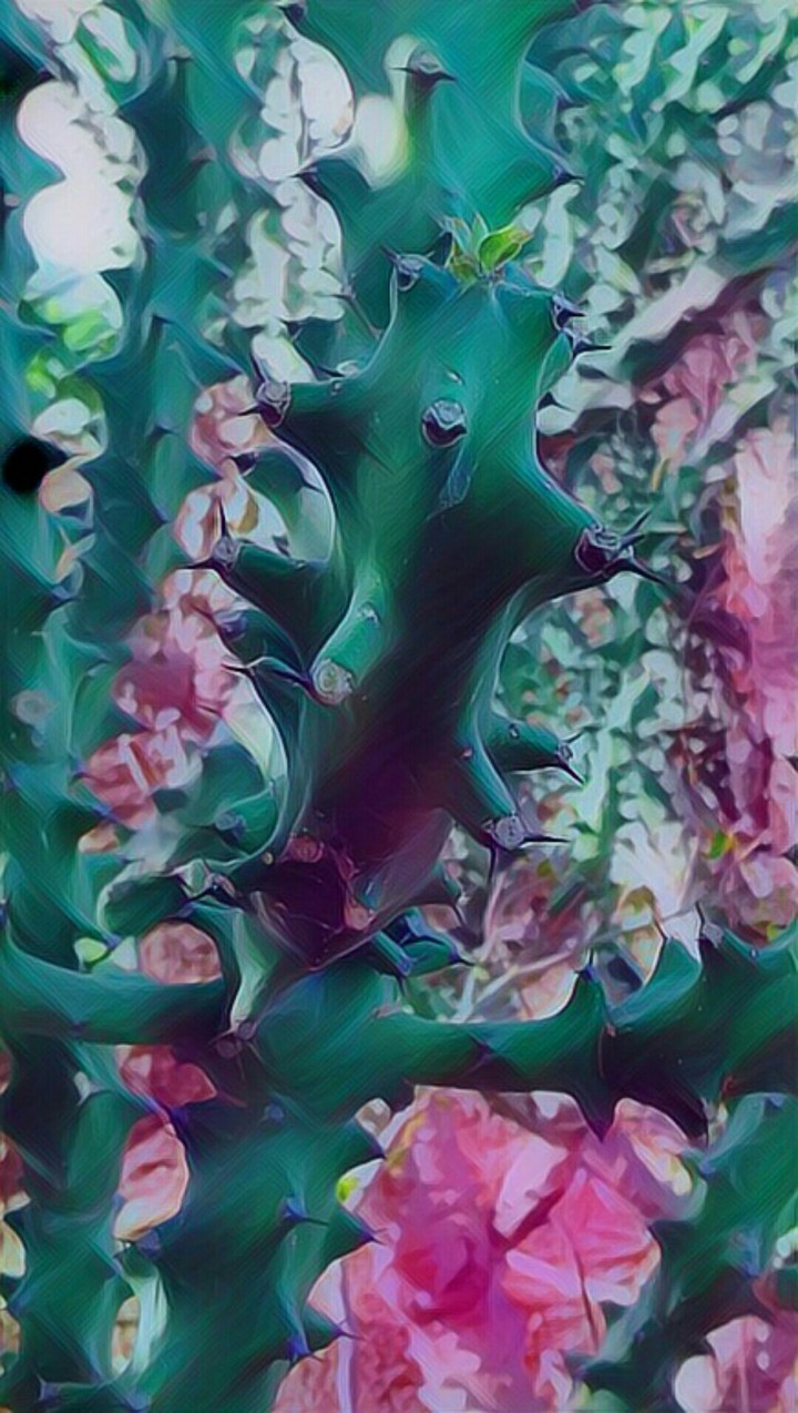 cactus 