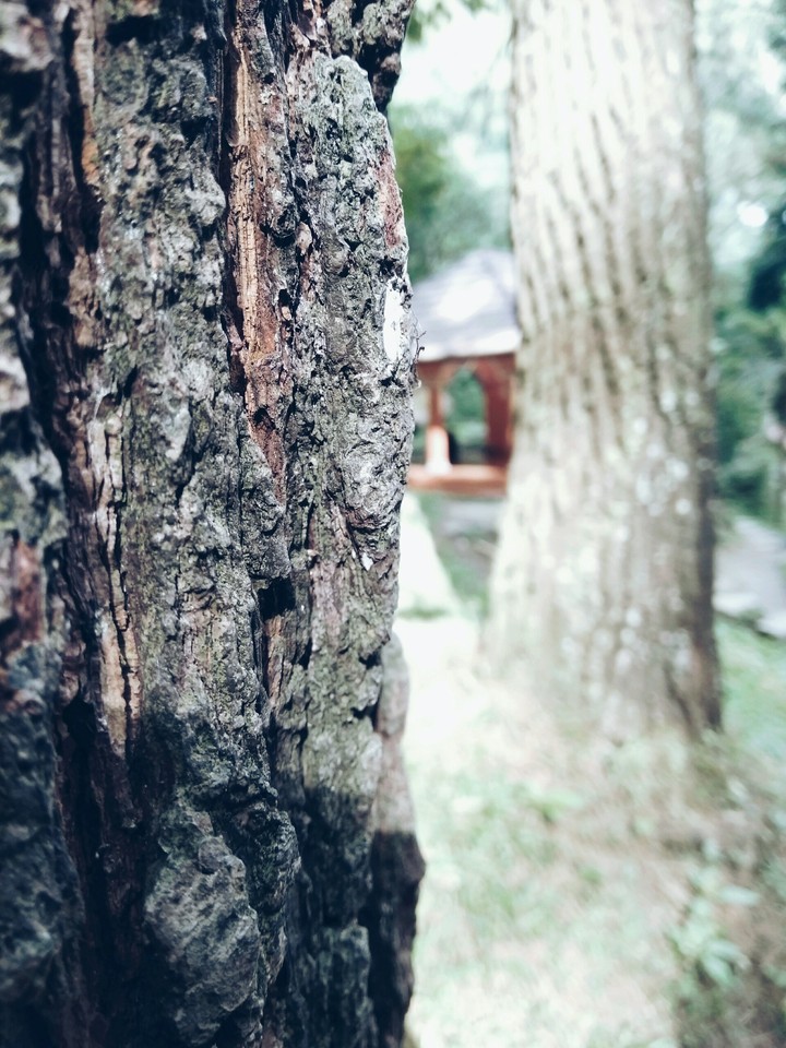 live tree