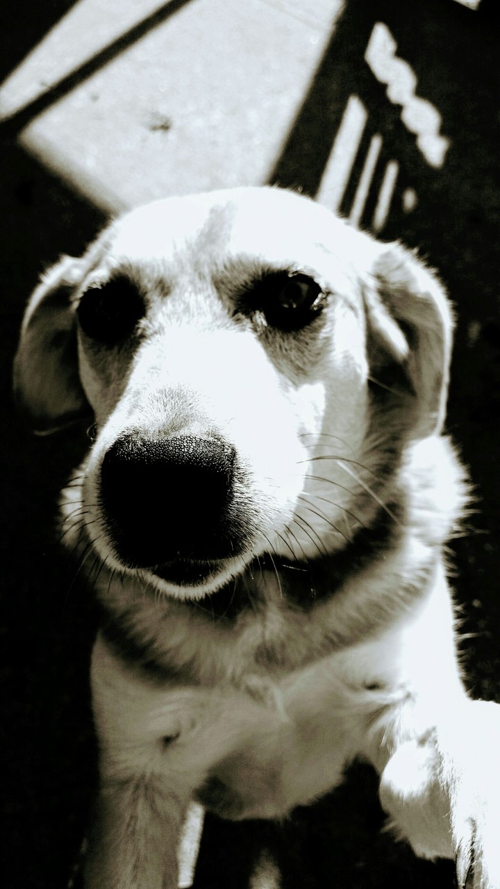 Beautiful Dog