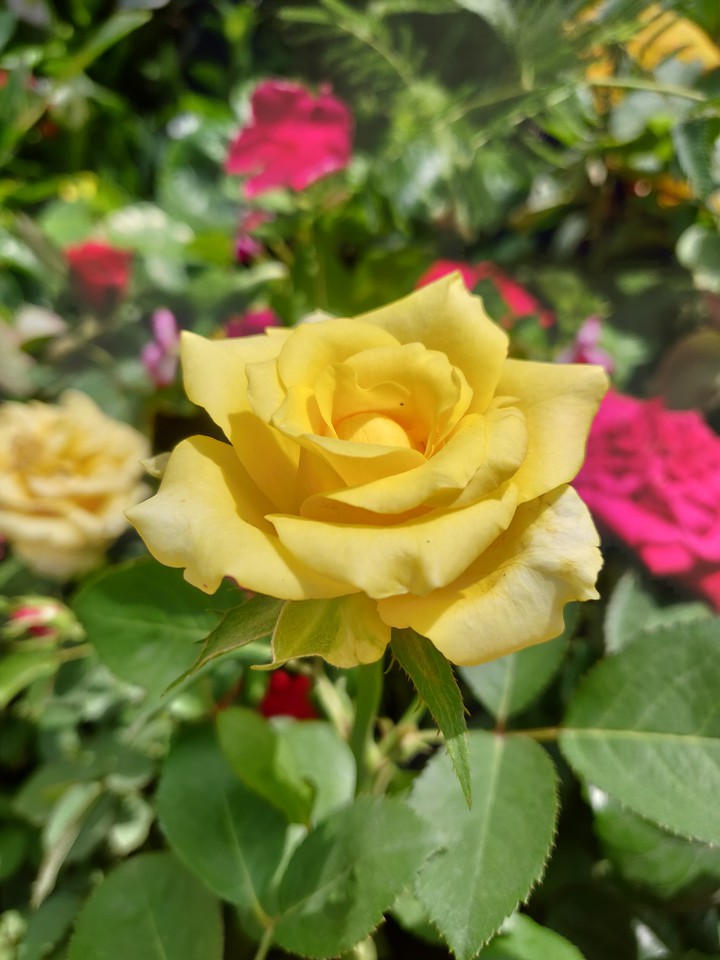 Yellow rose