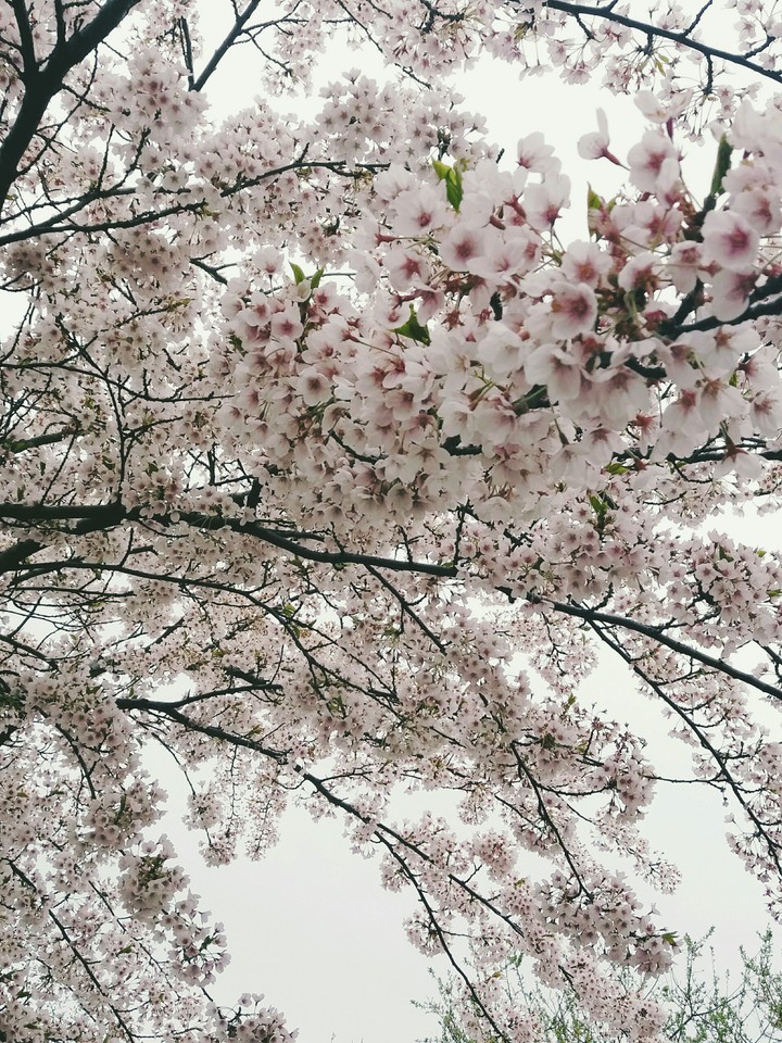 flowertree