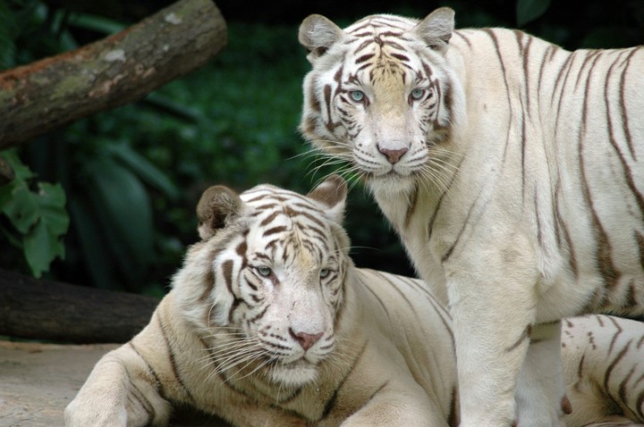 tiger white