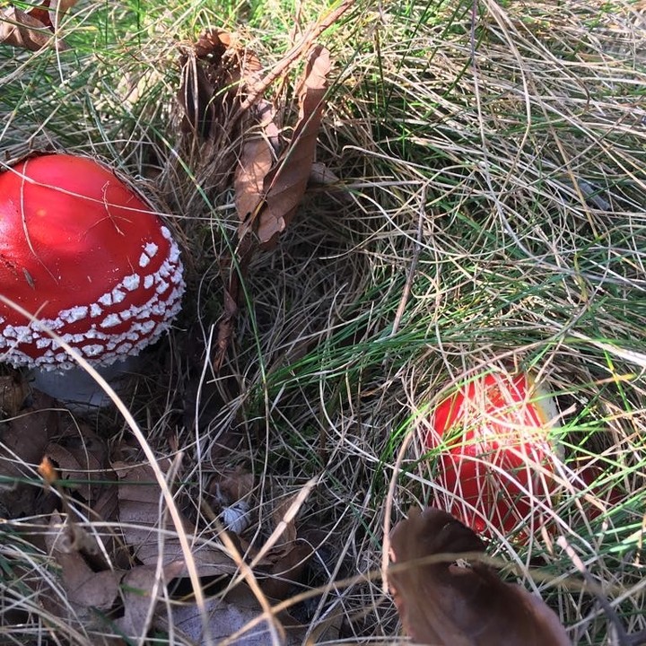 funghi