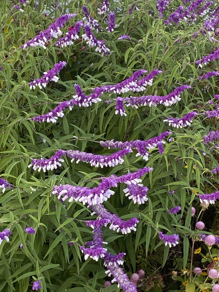 秋のお花