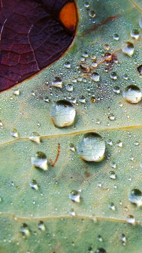 Raindrops