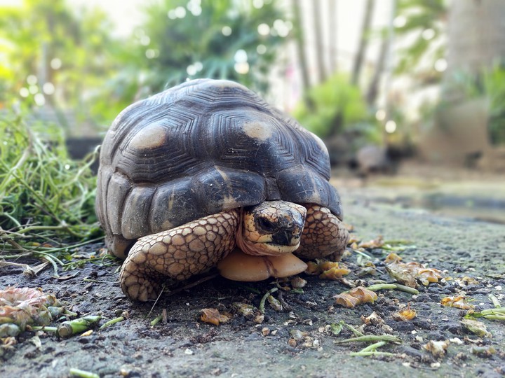 Tortoise