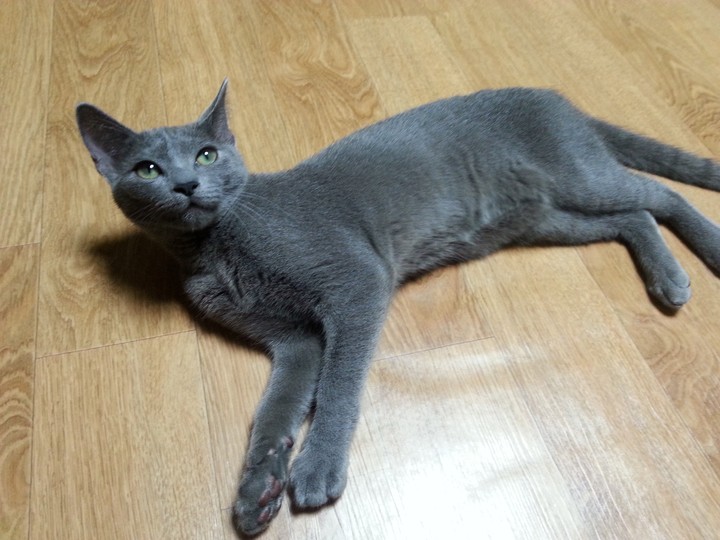 cat