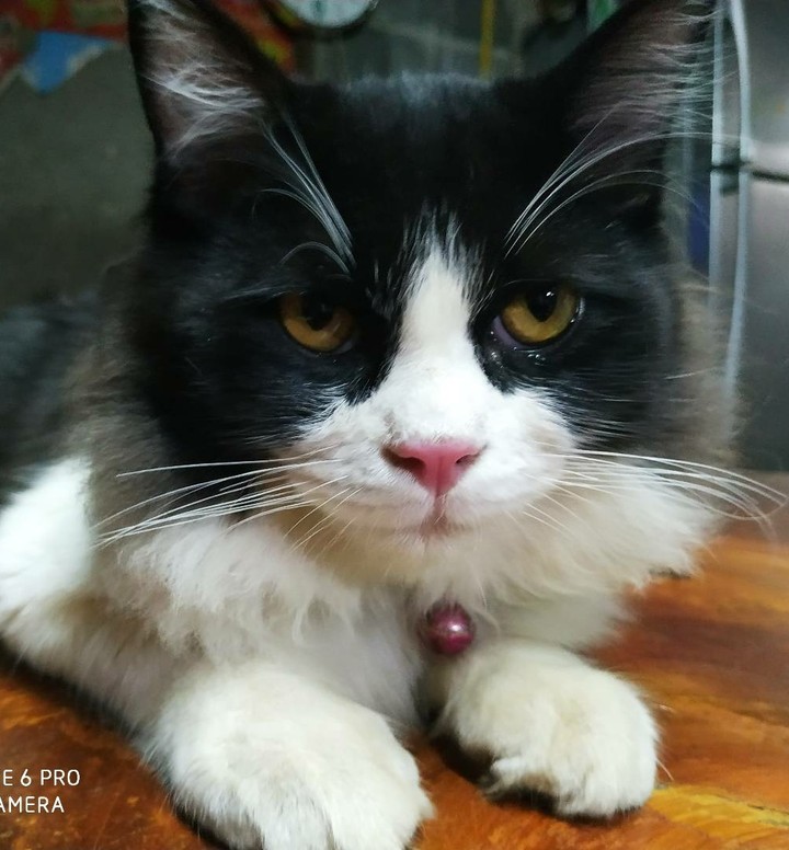 cat