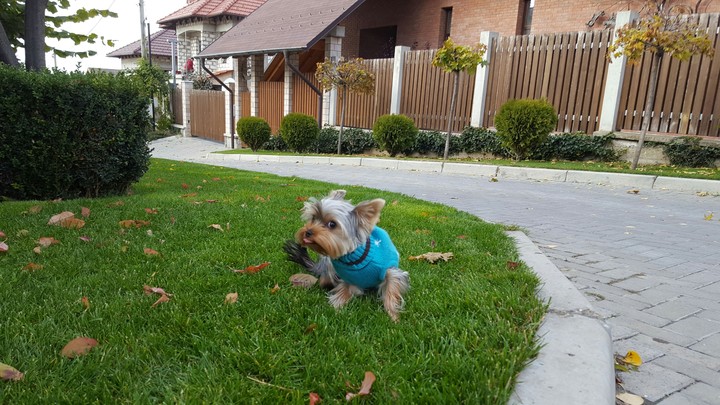 Funny dog