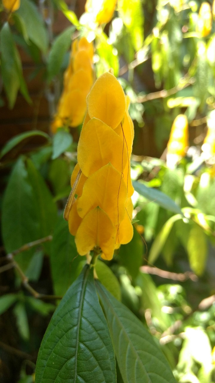 flores