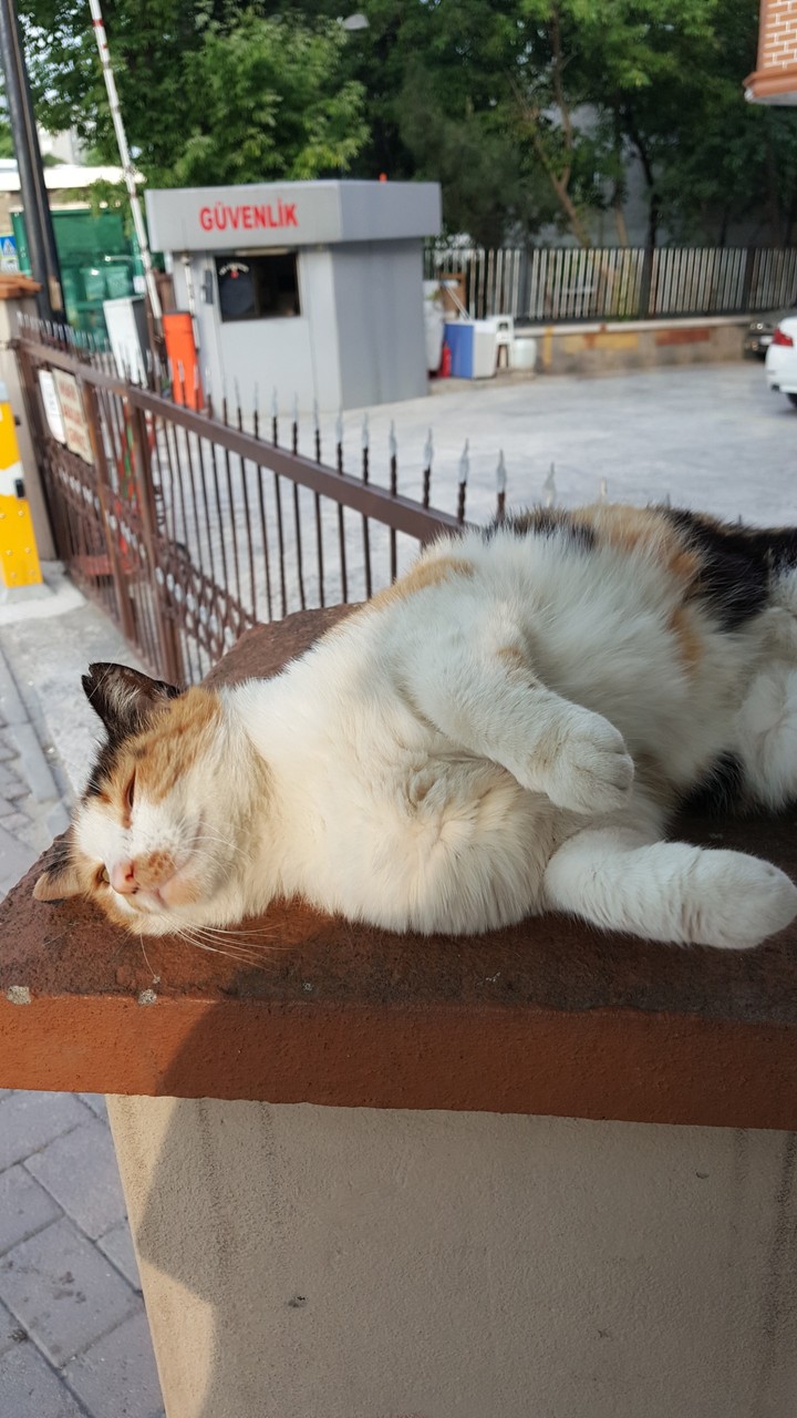 kedi