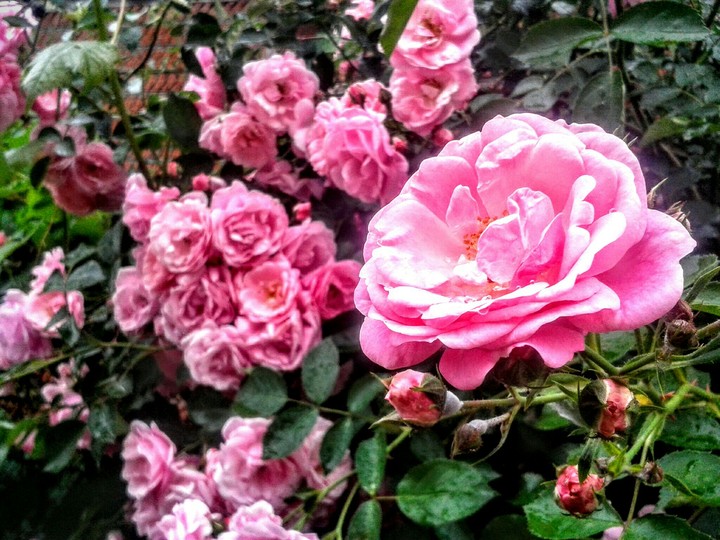 pink rose