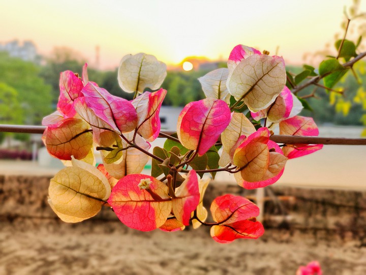 Morning Glory