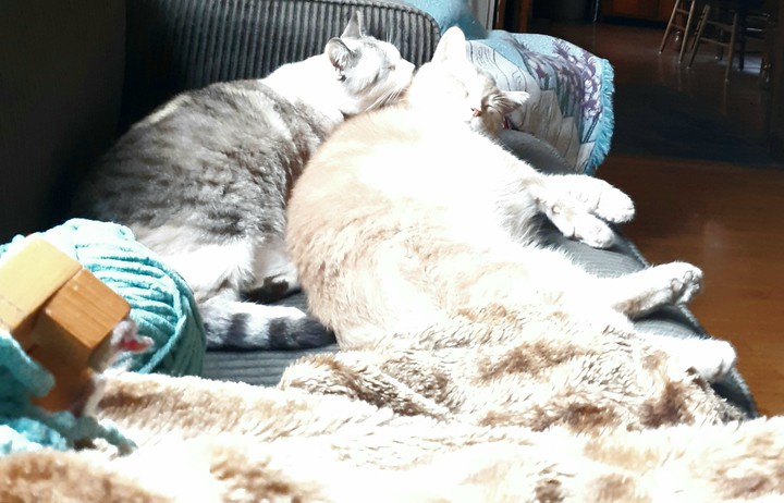 ginger and Joey