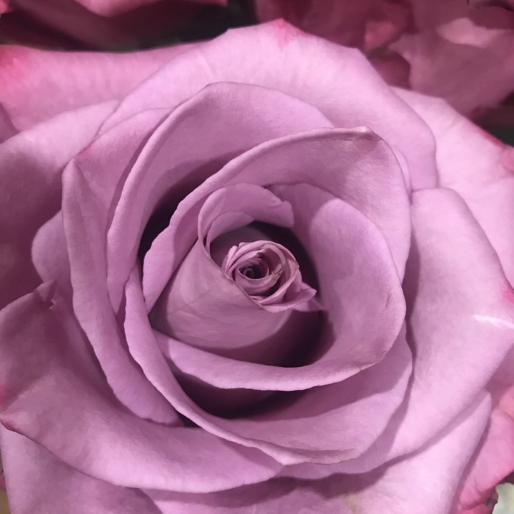 rose