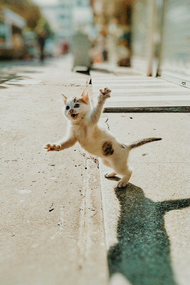 cat